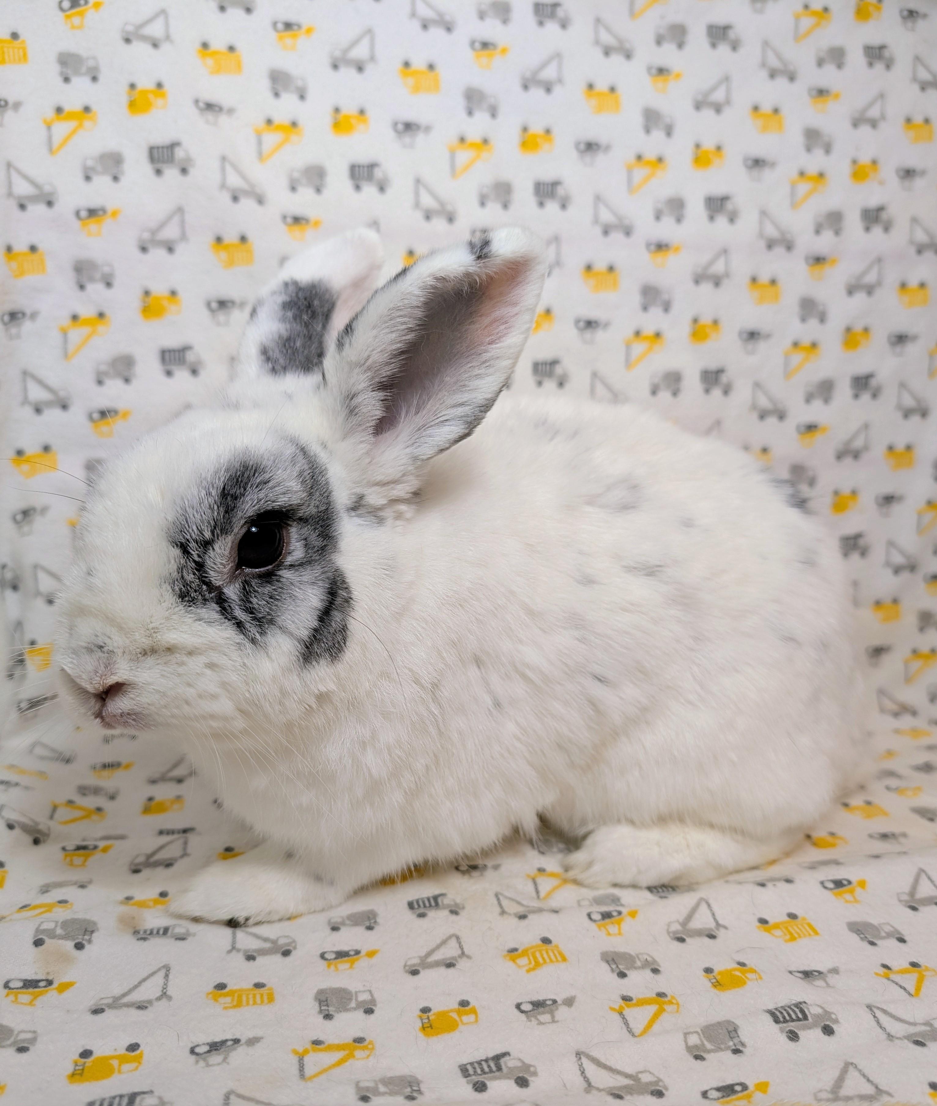 Enlarge Freddy, an adopted Bunny Rabbit in Lake Elsinore, CA image 1/5