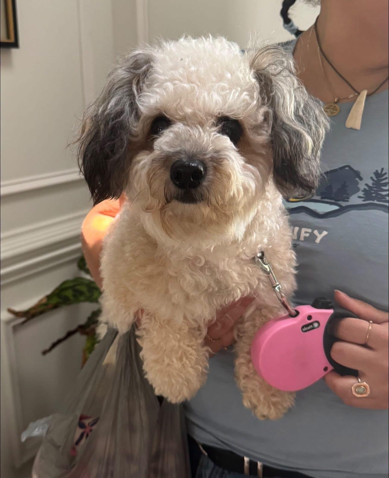 Egypt, ADOPTABLE, Young Female Shih poo.