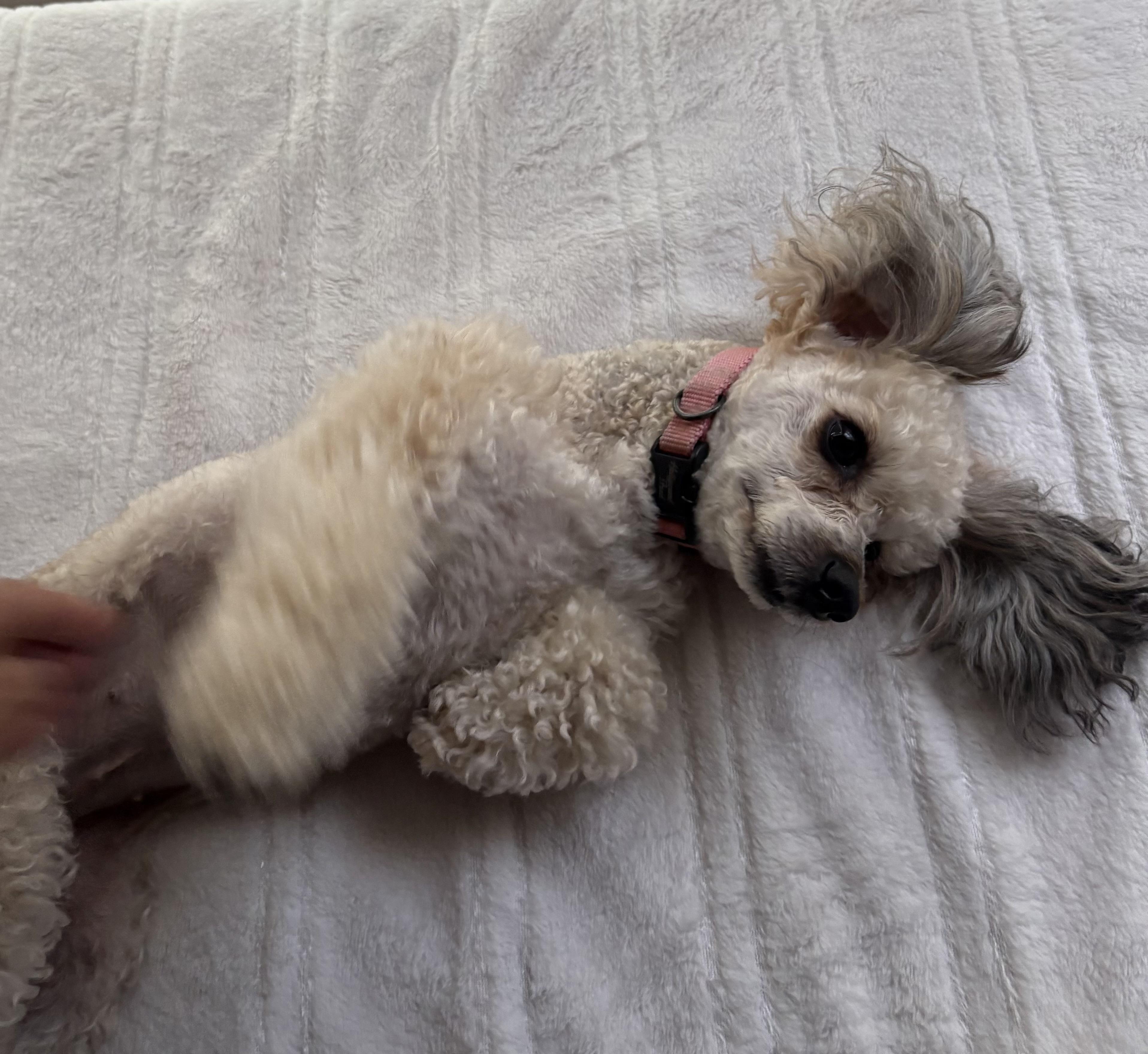 Enlarge Egypt, a ADOPTABLE Shih poo in Matthews, NC image 1/5