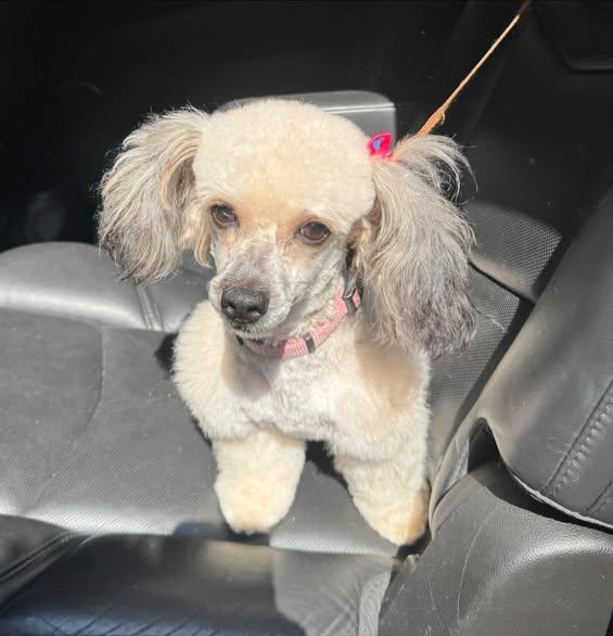 Enlarge Egypt, a ADOPTABLE Shih poo in Matthews, NC image 2/4