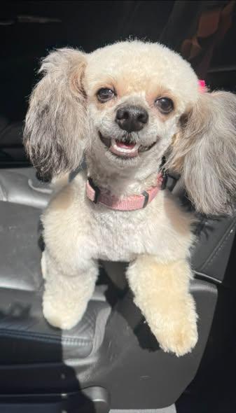 Enlarge Egypt, a ADOPTABLE Shih poo in Matthews, NC image 1/4