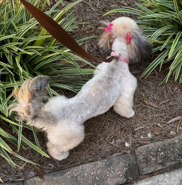 Enlarge Egypt, a ADOPTABLE Shih poo in Matthews, NC image 3/4