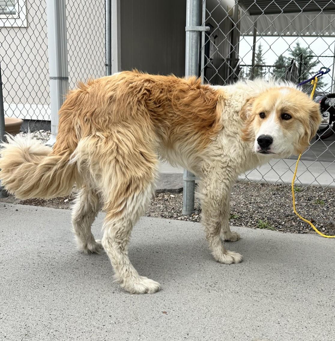 61149552, ADOPTABLE, Adult Male Great Pyrenees.
