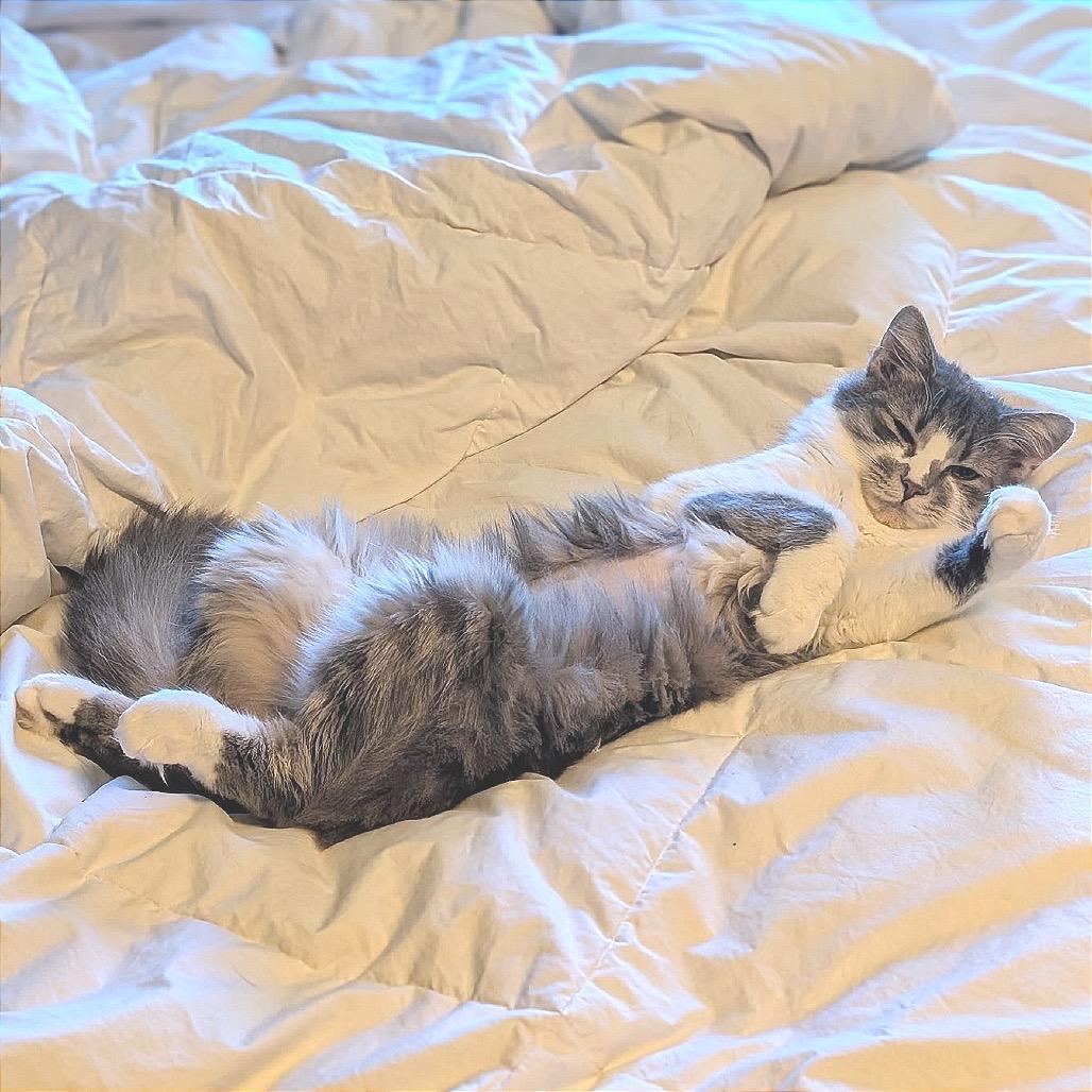 Enlarge Bonney, a Adoptable Domestic Medium Hair in Fredericksburg, VA image 2/5