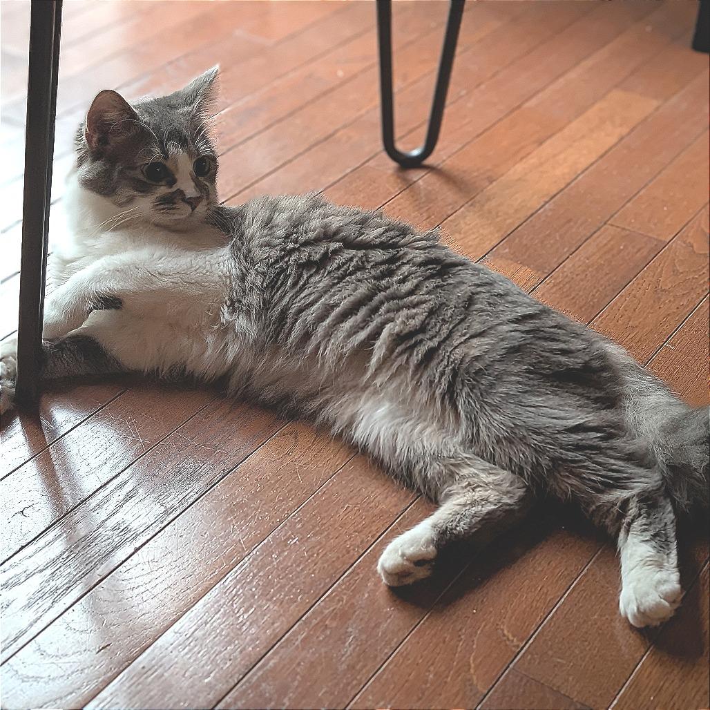 Enlarge Bonney, a Adoptable Domestic Medium Hair in Fredericksburg, VA image 3/5
