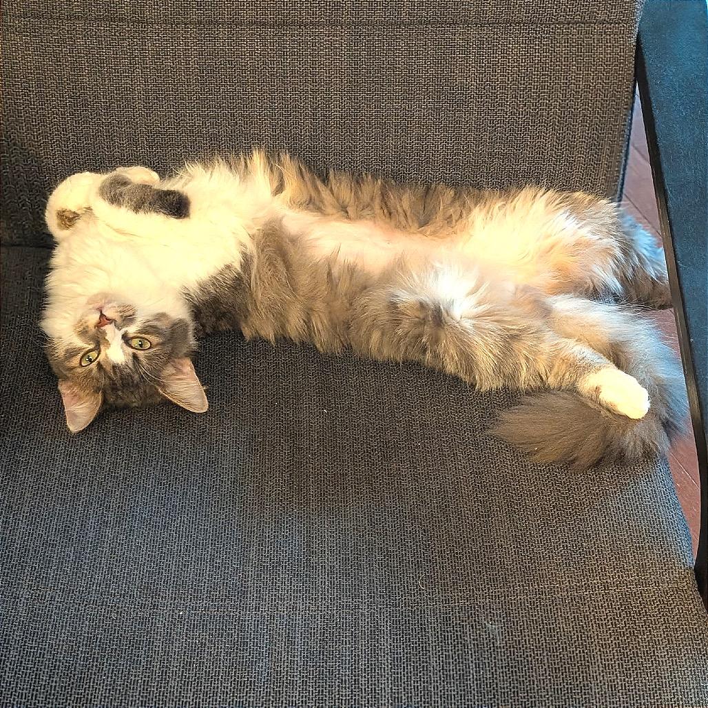 Enlarge Bonney, a Adoptable Domestic Medium Hair in Fredericksburg, VA image 4/5