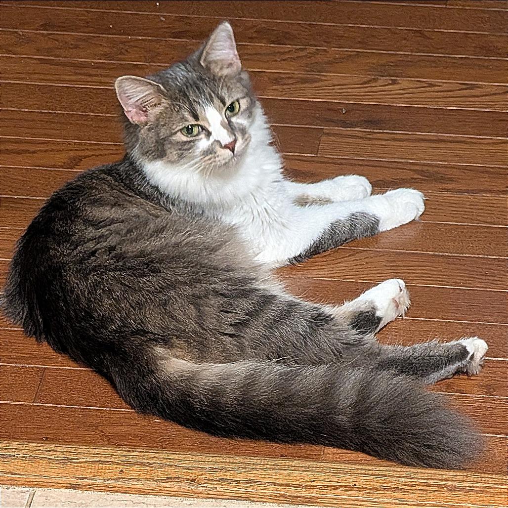 Enlarge Bonney, a Adoptable Domestic Medium Hair in Fredericksburg, VA image 5/5