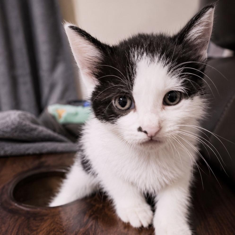 Moo, adopted, Kitten Male Domestic Short Hair.