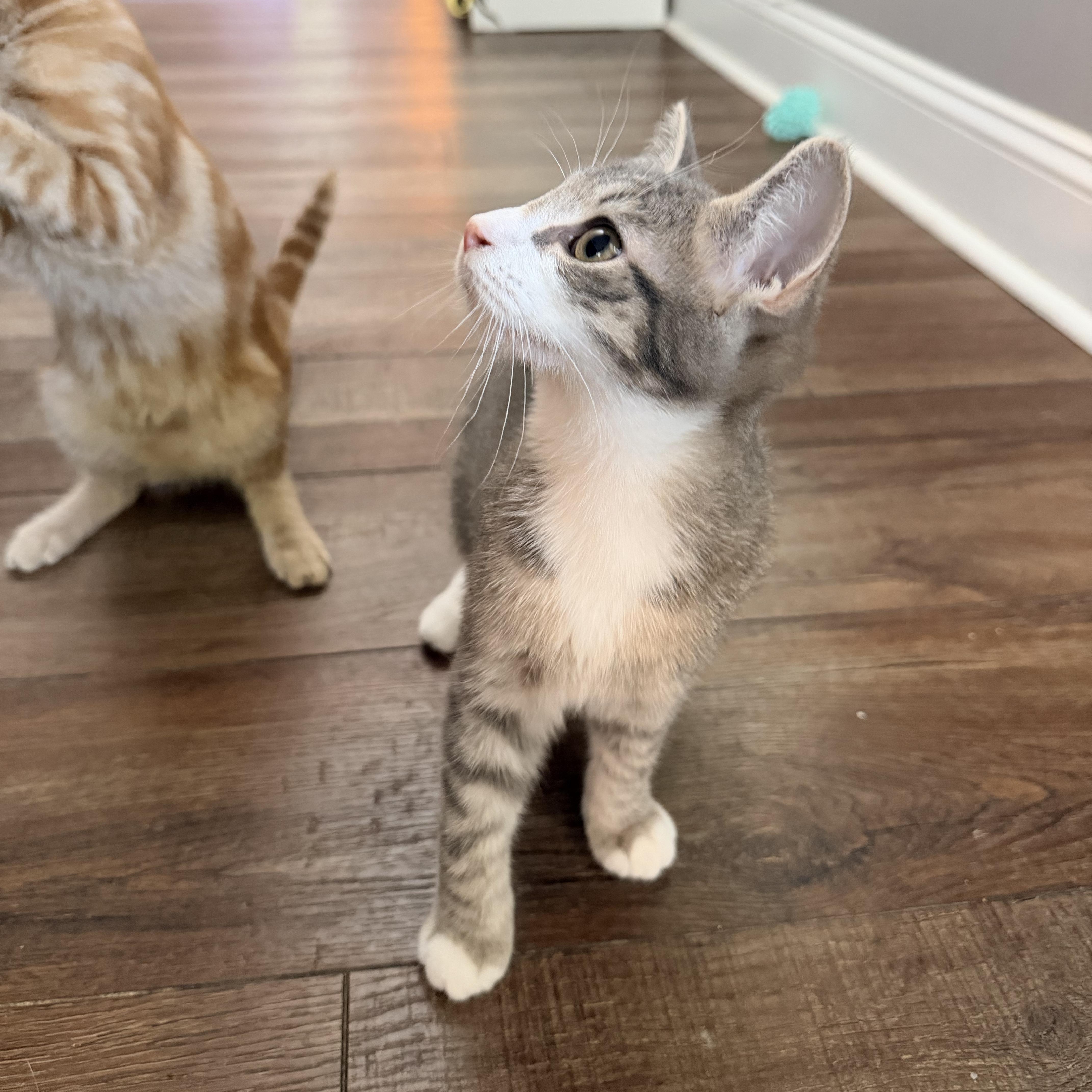Enlarge Oakley, a Adoptable Domestic Short Hair in Nashville, TN image 2/5