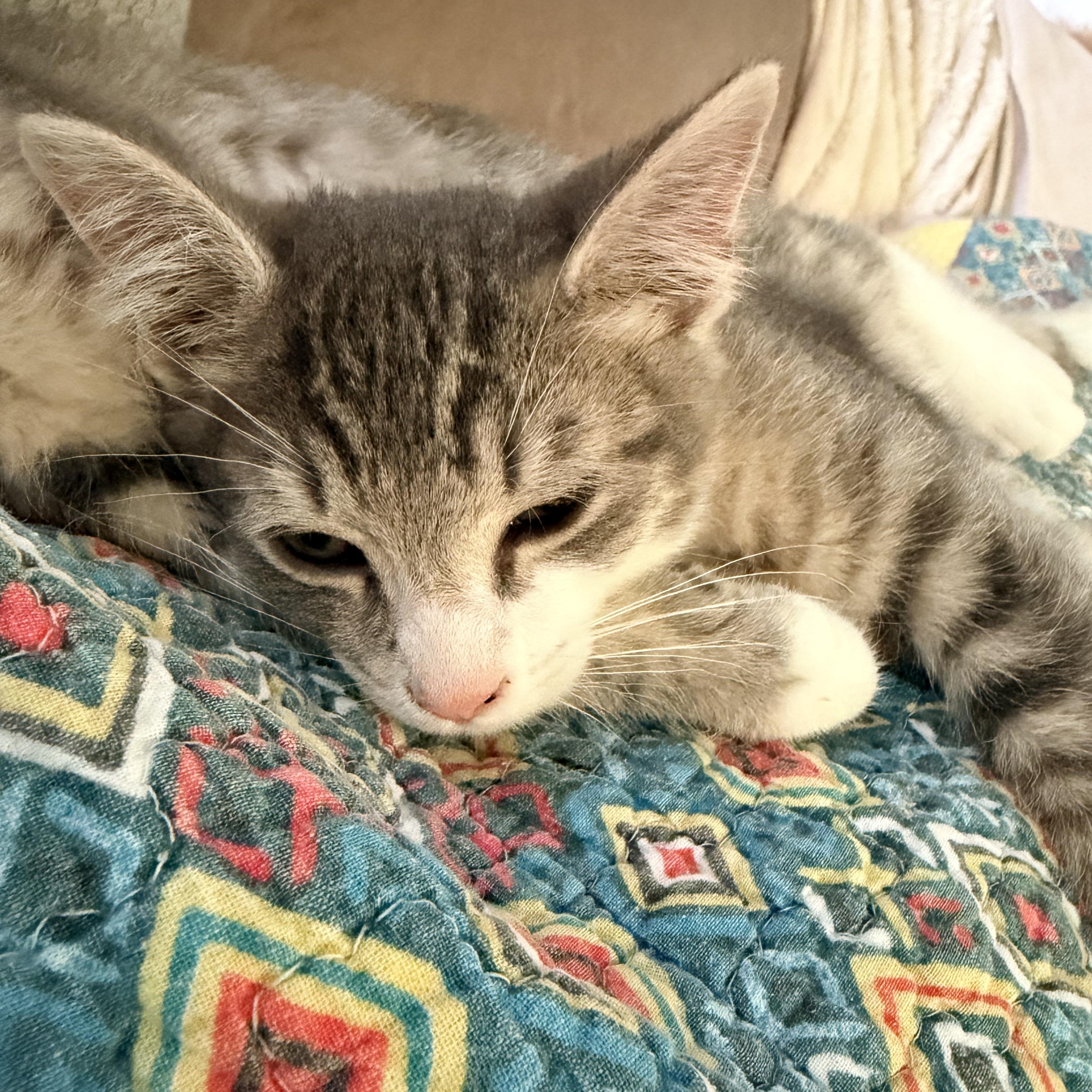 Enlarge Oakley, a Adoptable Domestic Short Hair in Nashville, TN image 3/5