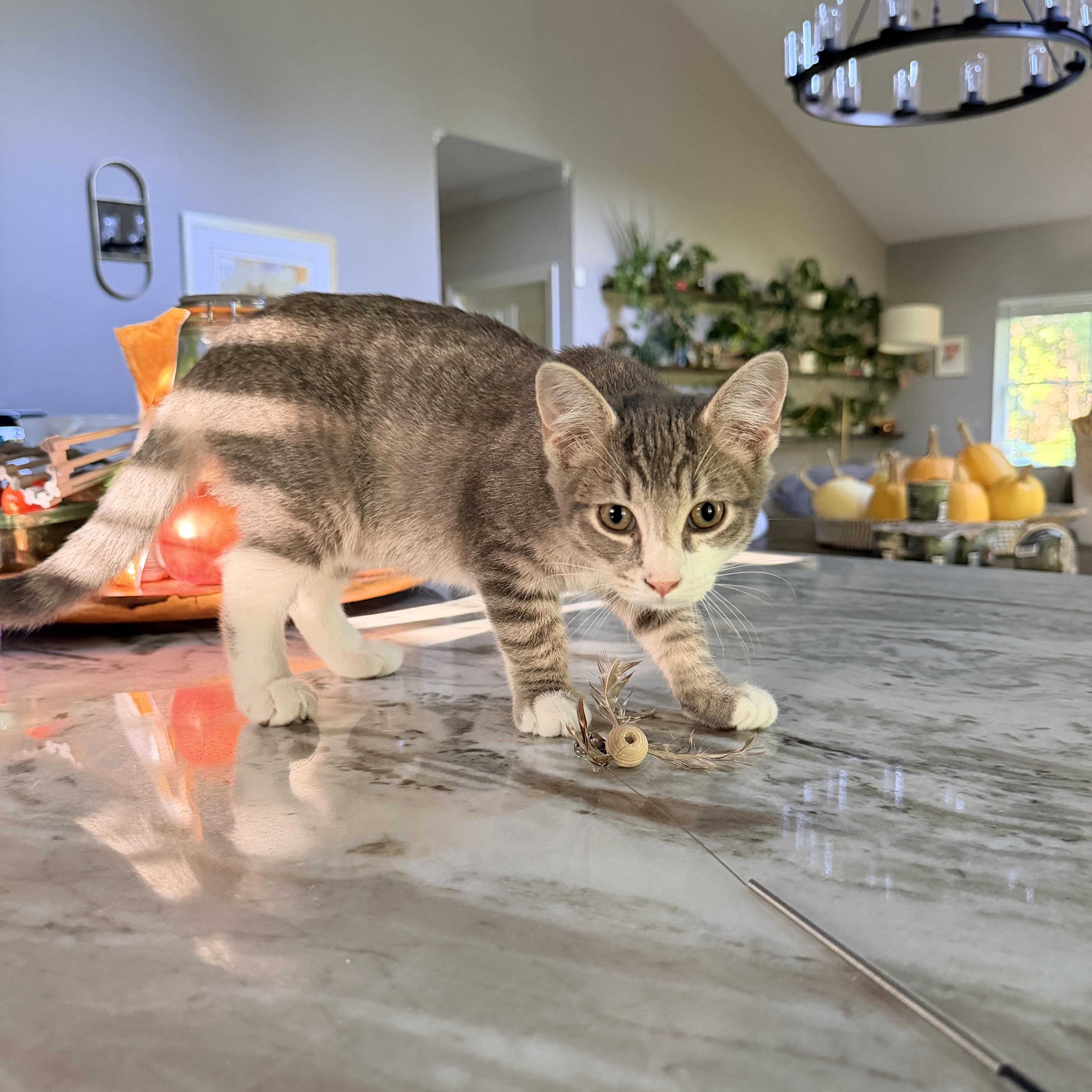 Oakley, Adoptable, Young Female Domestic Short Hair.