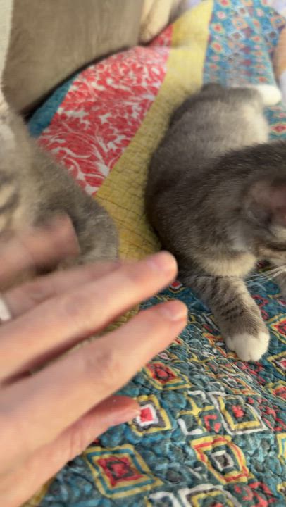 Enlarge Oakley, a Adoptable Domestic Short Hair in Nashville, TN video 4/5