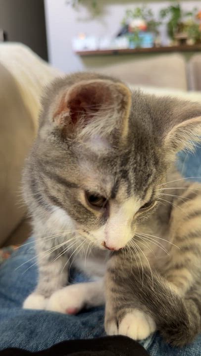 Enlarge Oakley, a Adoptable Domestic Short Hair in Nashville, TN video 5/5