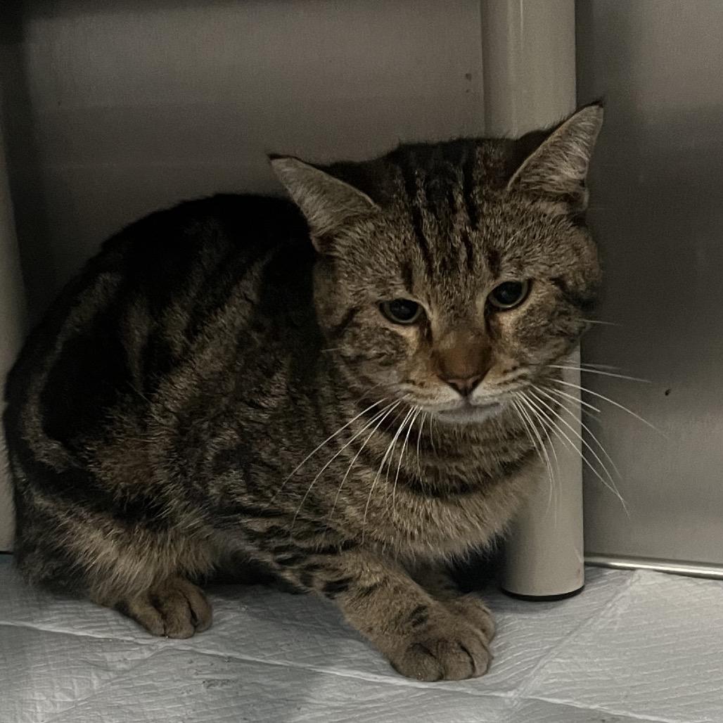 Gary, Adoptable, Adult Male Domestic Short Hair.