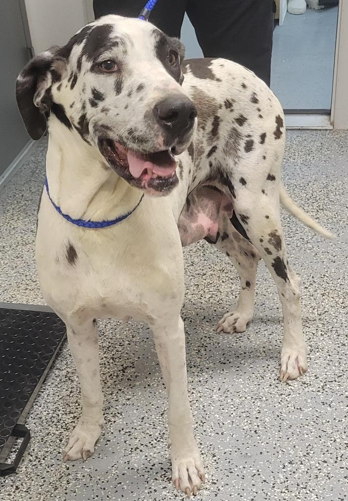Enlarge Gaia, a Adoptable Great Dane in Seven Points, TX image 1/1