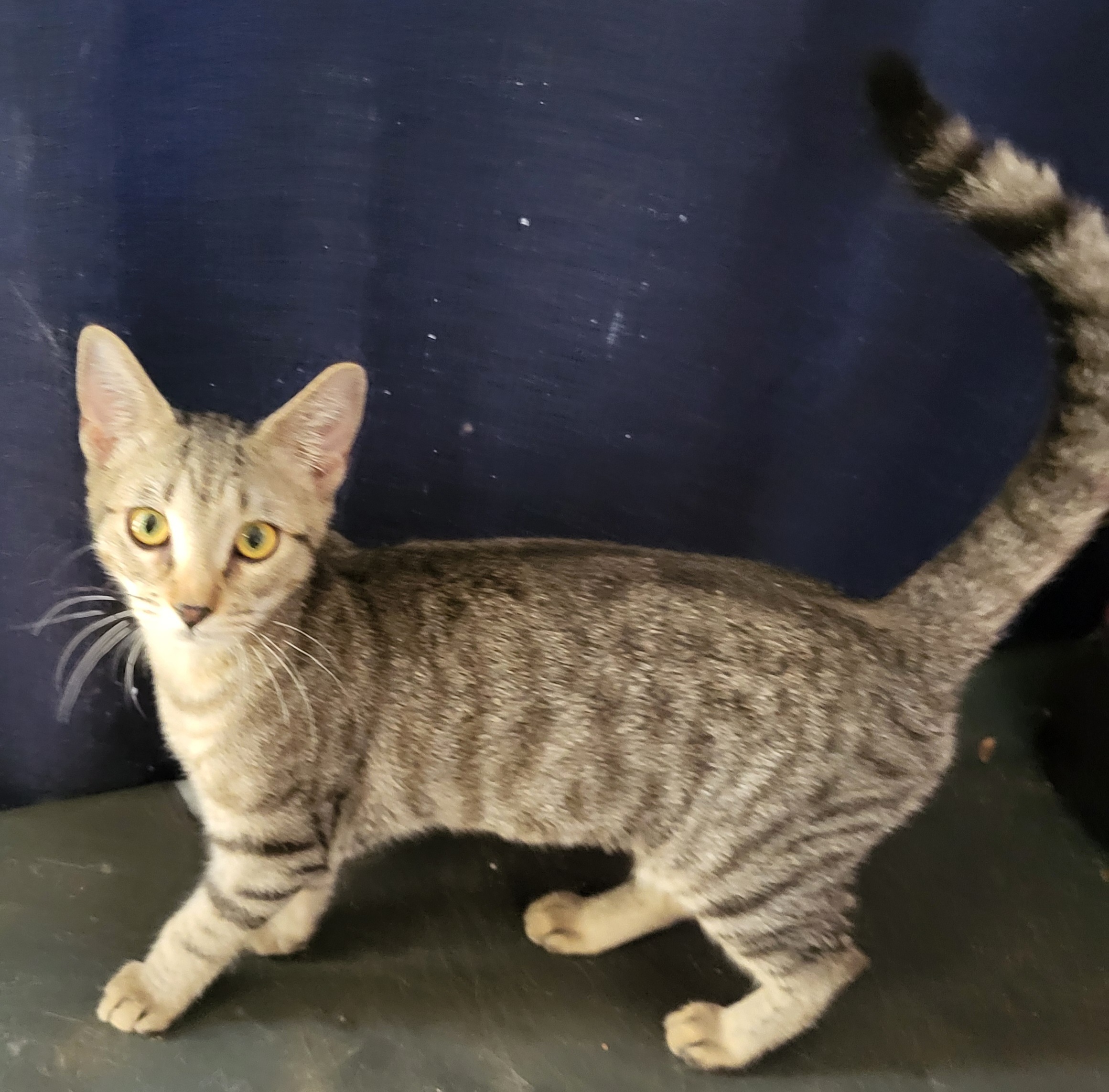 Dawn, Adoptable, Young Female Tabby.