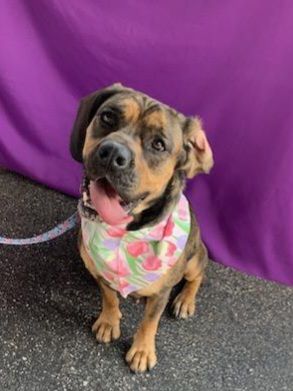 Enlarge Nina, a Adoptable mixed breed image 1/4