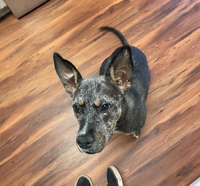 TINY, Adoptable, Young Female Australian Cattle Dog / Blue Heeler.