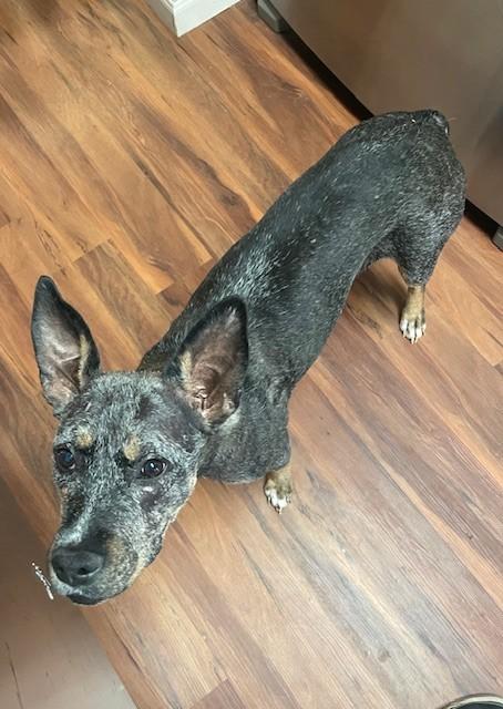 TINY, a Adoptable mixed breed in fort worth, TX image 2/3