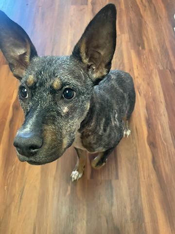 TINY, Young Female Australian Cattle Dog / Blue Heeler