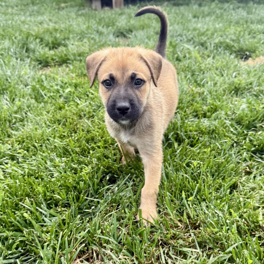 Biscuit, Adoptable, Puppy Male Mixed Breed.