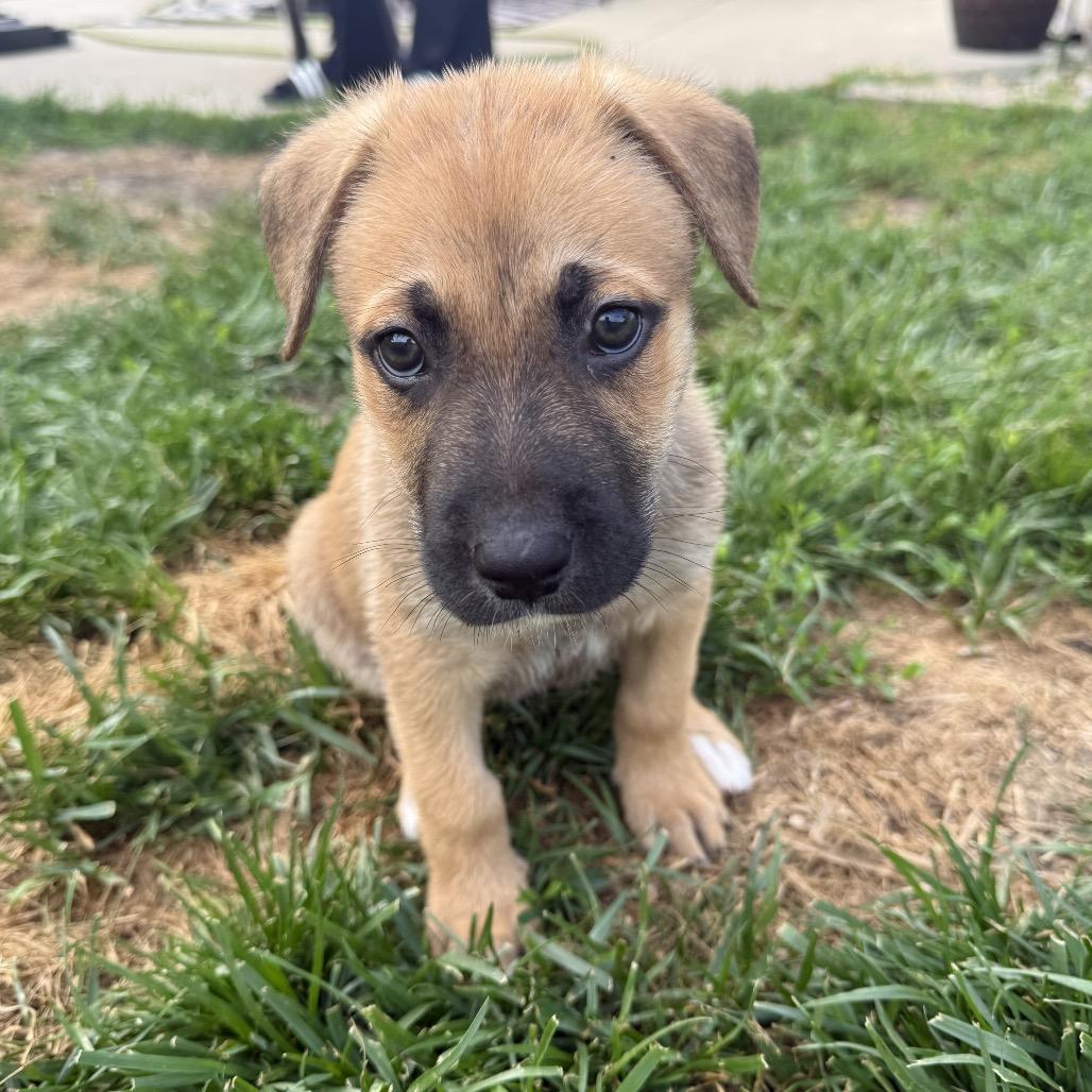 Biscuit, a Adoptable Mixed Breed in Valparaiso, IN image 2/3