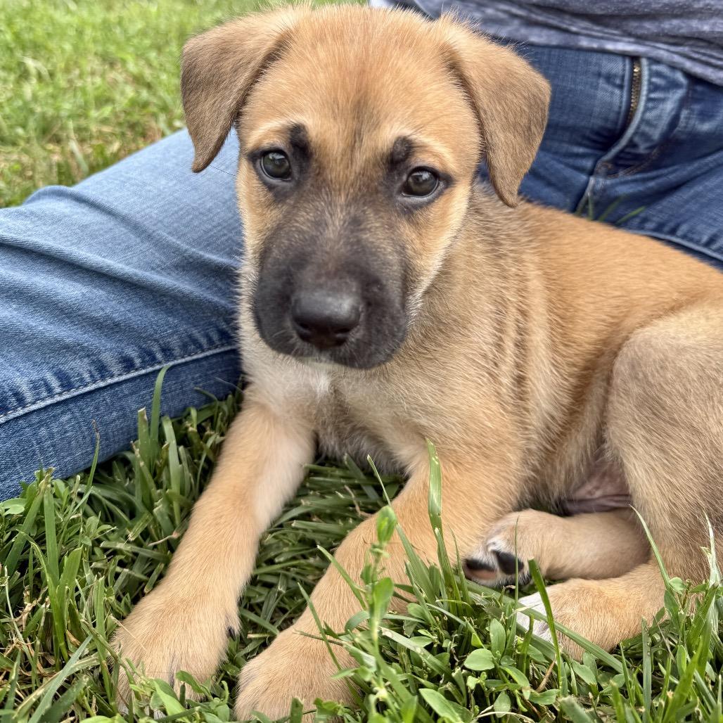 Biscuit, a Adoptable Mixed Breed in Valparaiso, IN image 3/3