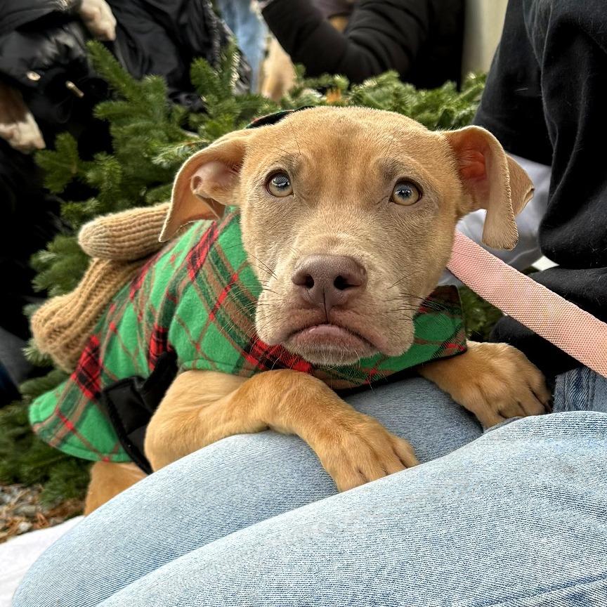 Enlarge Wyatt, a Adoptable mixed breed in West Chester, PA image 4/6