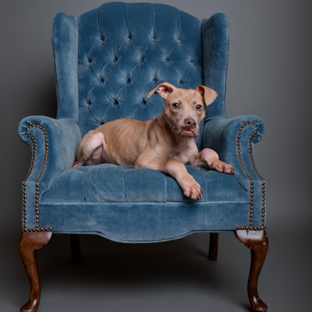 Enlarge Wyatt, a Adoptable mixed breed in West Chester, PA image 5/6