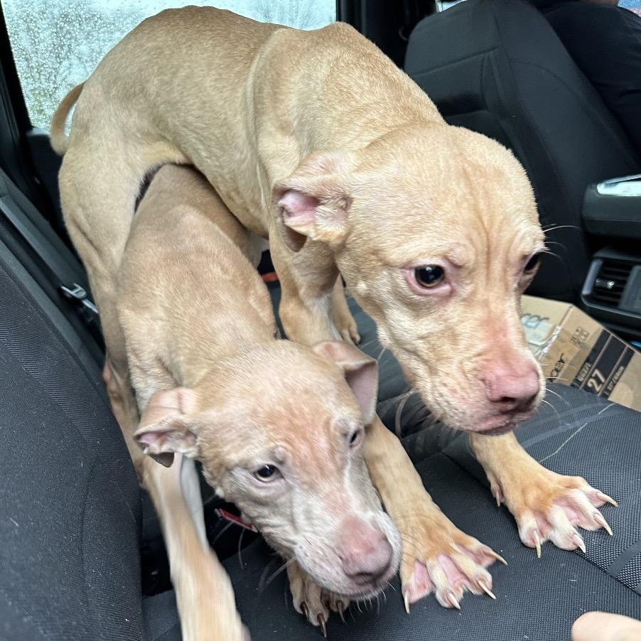 Enlarge Wyatt, a Adoptable mixed breed in West Chester, PA image 5/6