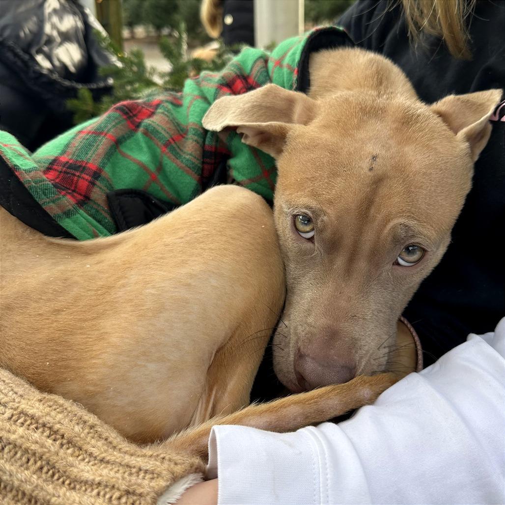 Enlarge Wyatt, a Adoptable mixed breed in West Chester, PA image 6/6