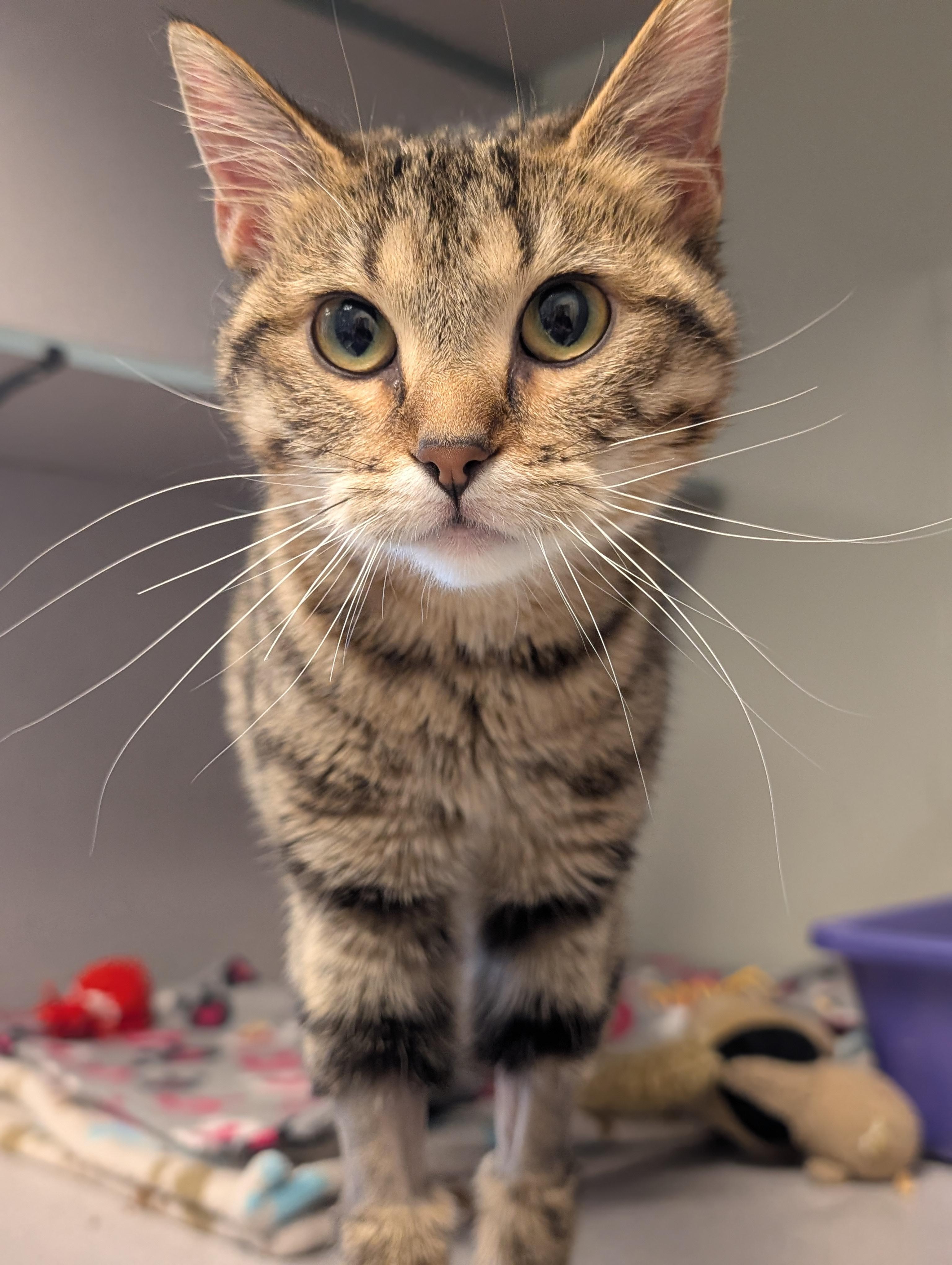 Tiger Lily — thumbnail 2