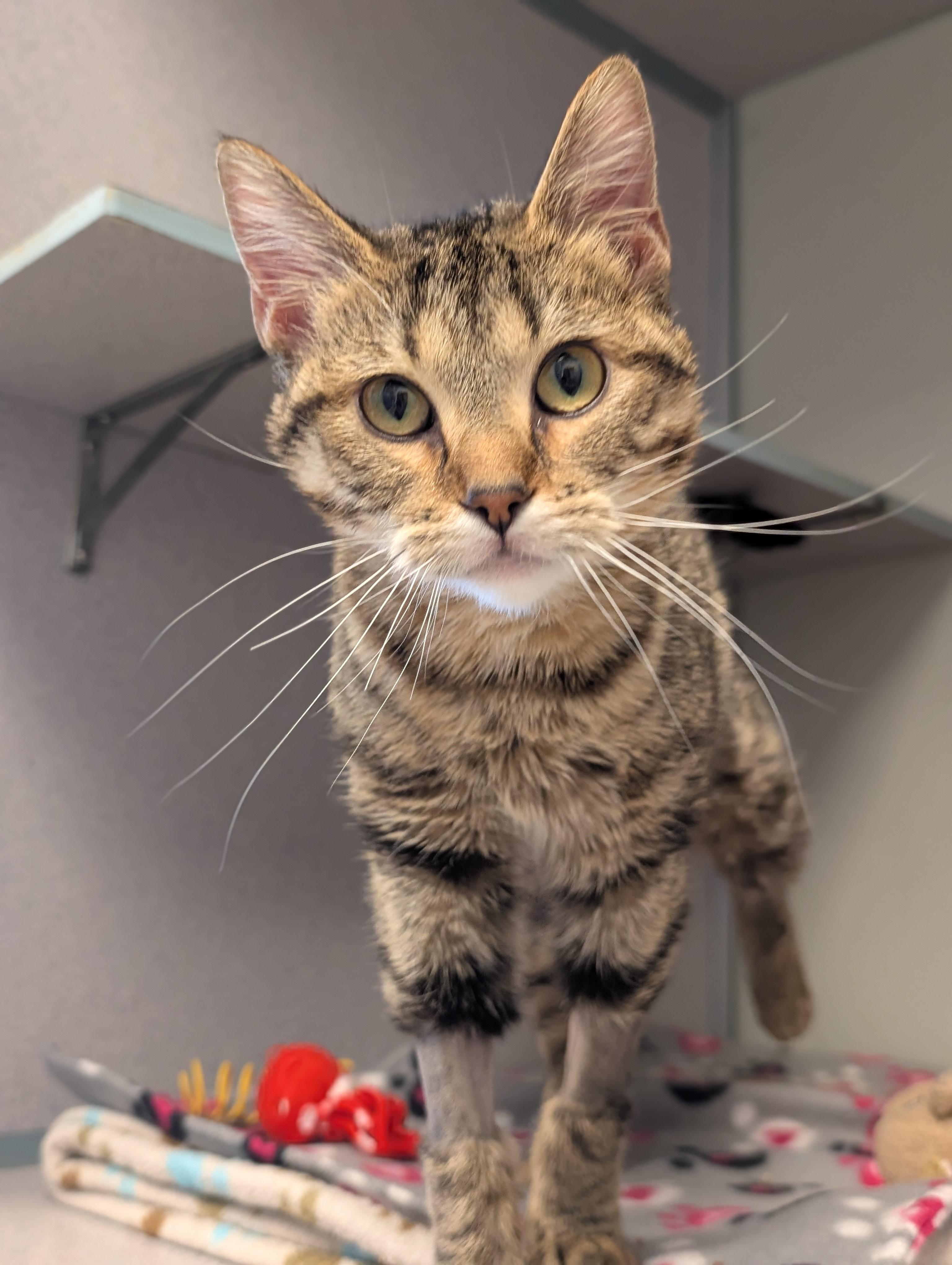 Tiger Lily — thumbnail 3