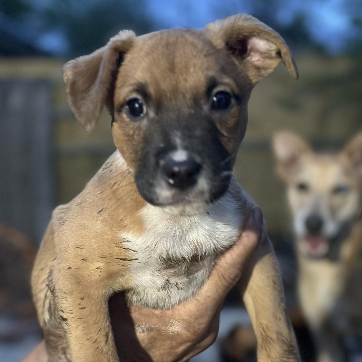 Pookie, a ADOPTABLE mixed breed in Williston, VT image 4/5
