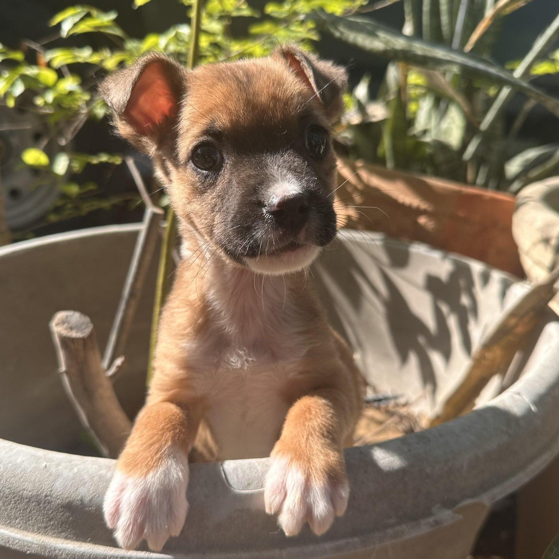 Pookie, ADOPTABLE, Puppy Female Labrador Retriever.