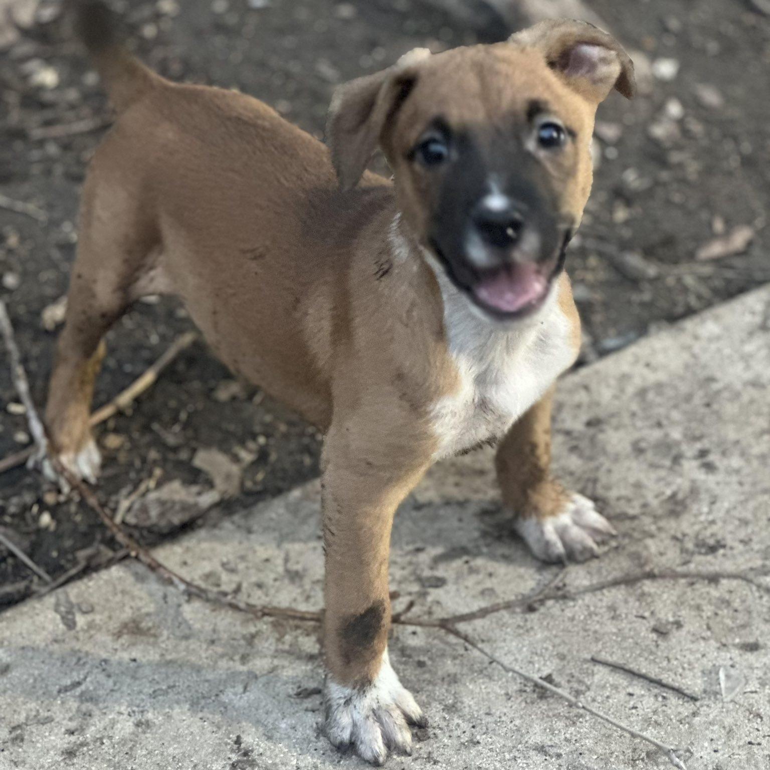 Pookie, a ADOPTABLE mixed breed in Williston, VT image 3/5