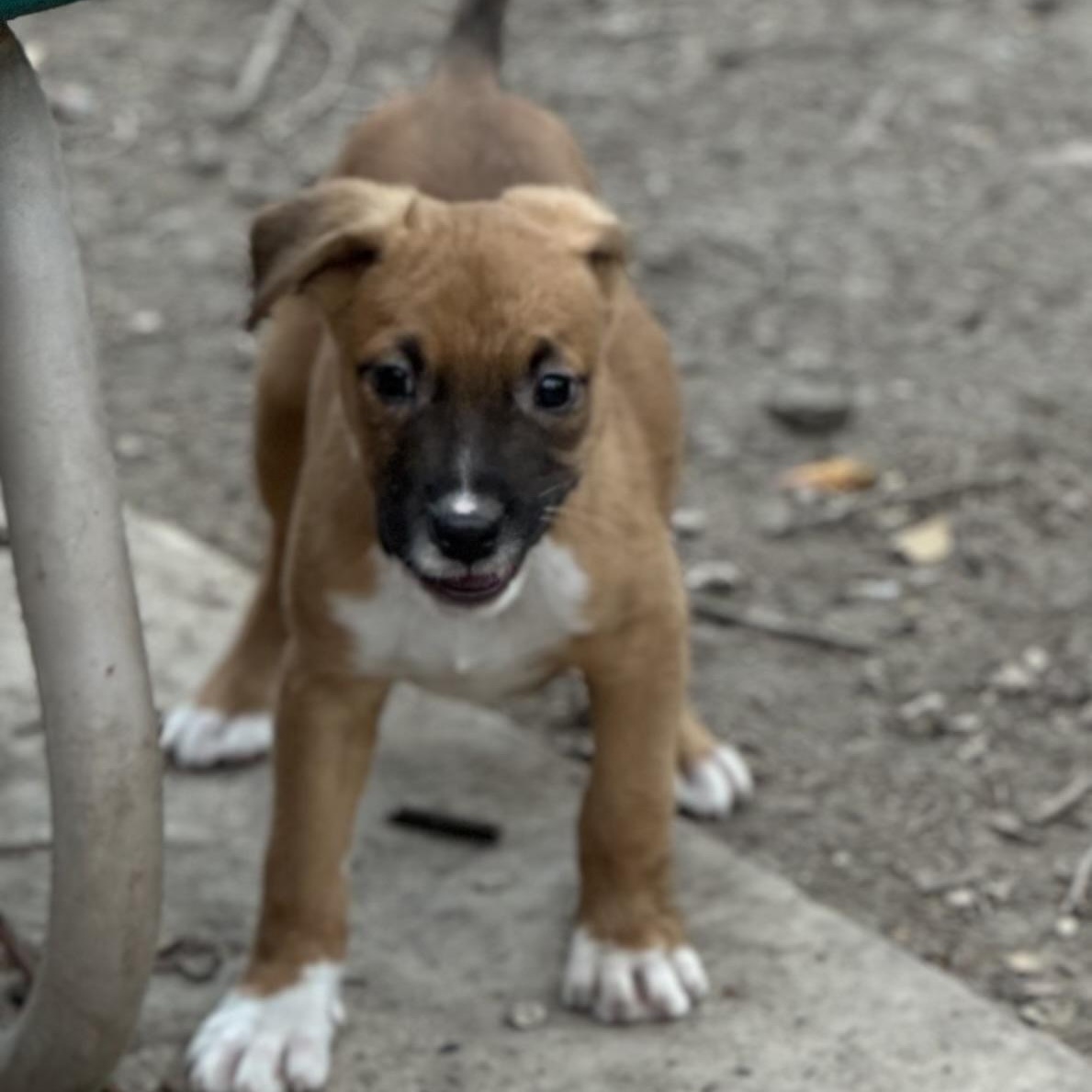 Pookie, a ADOPTABLE mixed breed in Williston, VT image 5/5