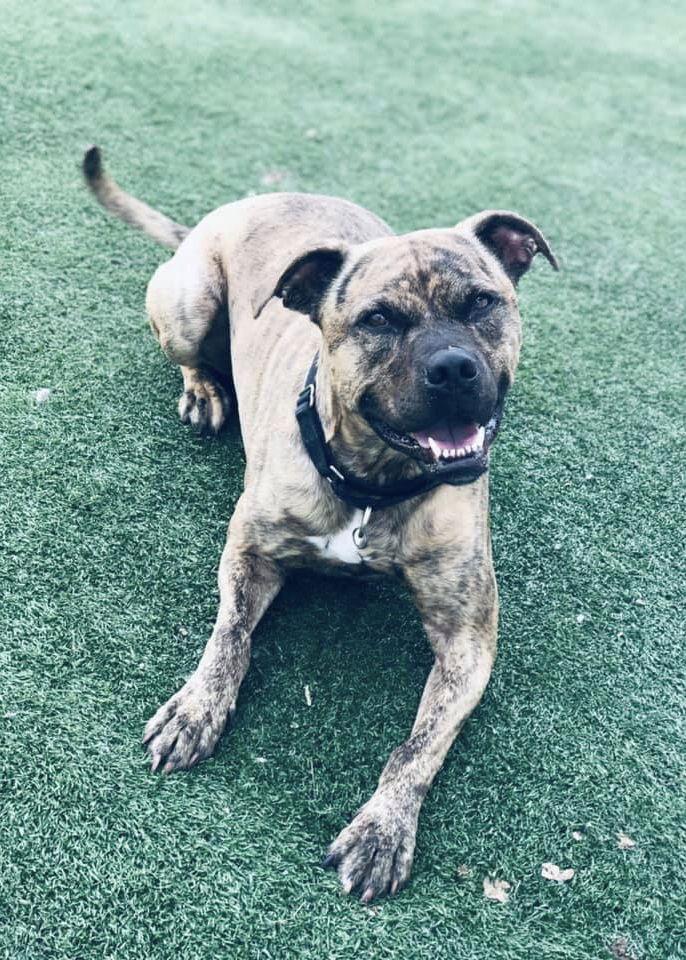 Atlas, a Adoptable mixed breed in Cedar Rapids, IA image 1/3