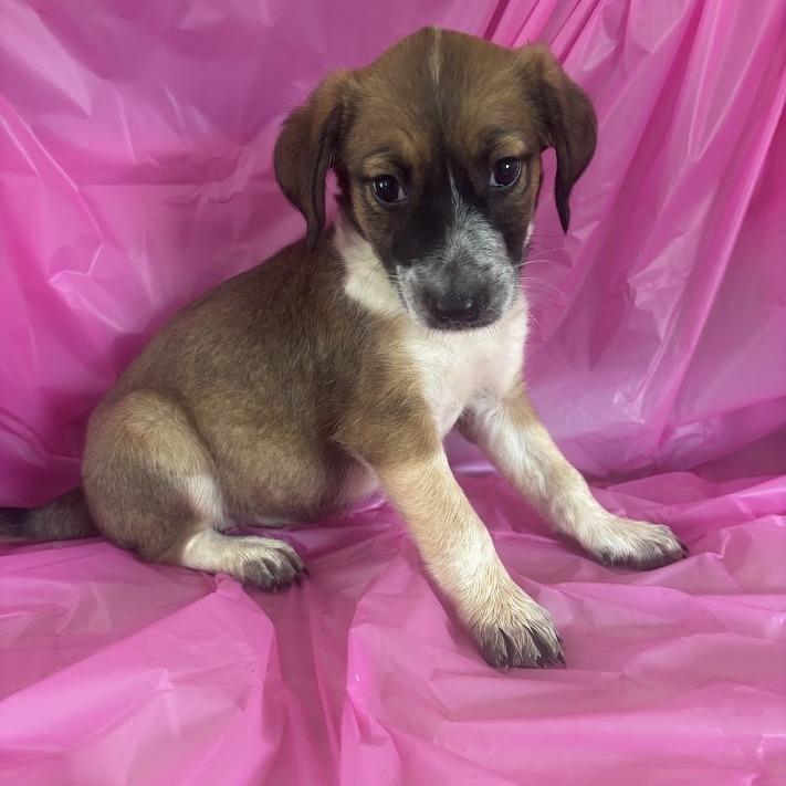 Floss, Adoptable, Puppy Female Australian Shepherd & Mixed Breed.