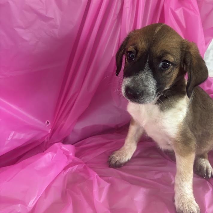 Floss, a Adoptable mixed breed in North Charleston, SC image 2/6