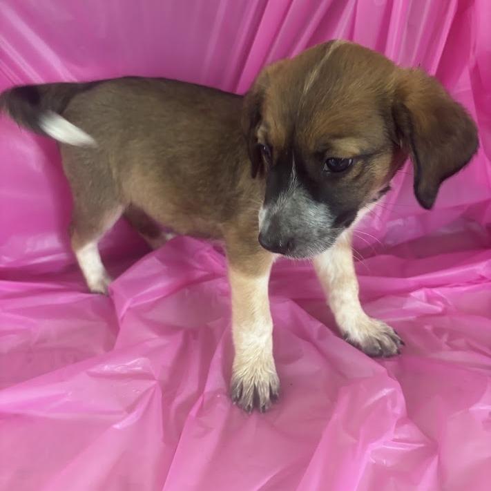 Floss, a Adoptable mixed breed in North Charleston, SC image 3/6