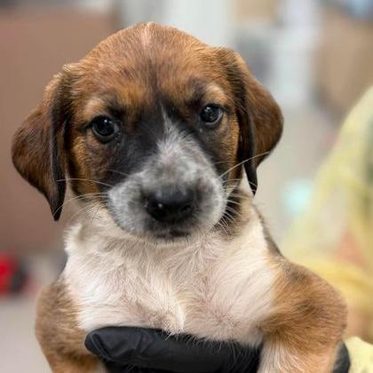 Floss, a Adoptable mixed breed in North Charleston, SC image 4/6