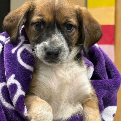 Floss, a Adoptable mixed breed in North Charleston, SC image 5/6