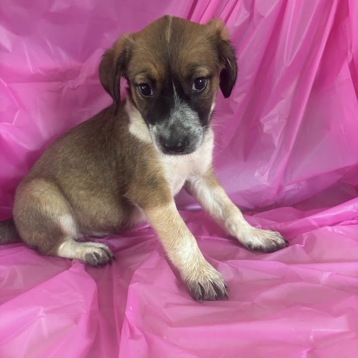 Floss, a Adoptable mixed breed in North Charleston, SC image 6/6