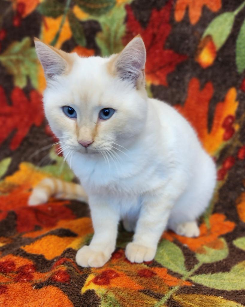 Citrine, Adoptable, Kitten Male Domestic Short Hair.
