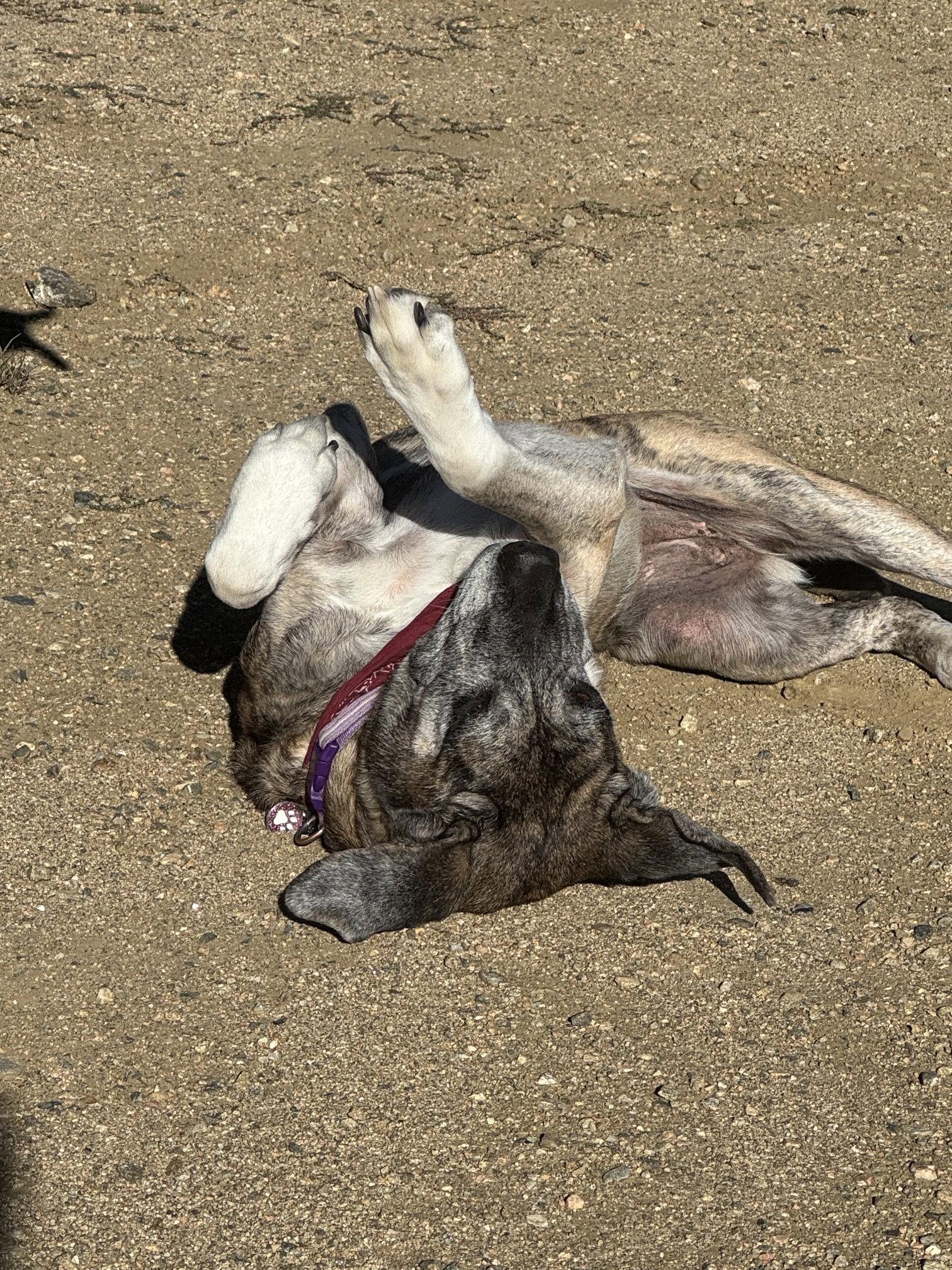 Enlarge Marley, a Adoptable mixed breed in Winter Park, CO image 1/3