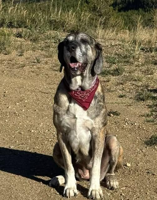 Enlarge Marley, a Adoptable mixed breed in Winter Park, CO image 2/3