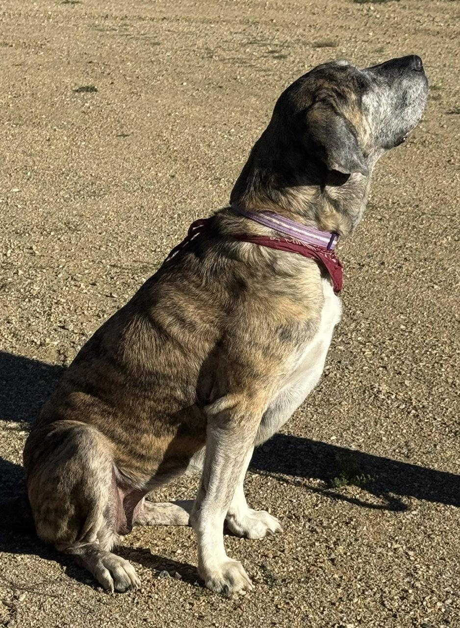 Enlarge Marley, a Adoptable mixed breed in Winter Park, CO image 3/3