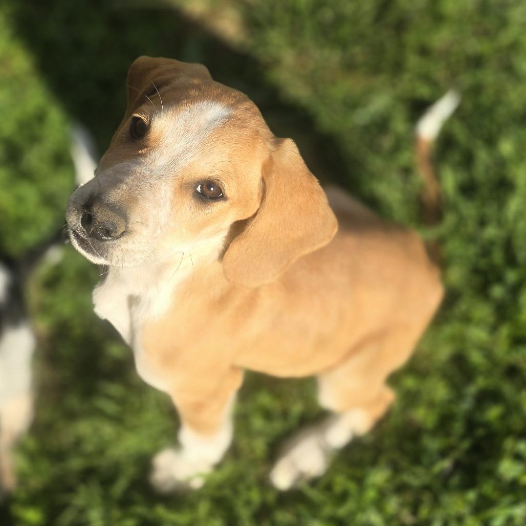 Latte, a Adoptable Mixed Breed in Cincinnati, OH image 1/3