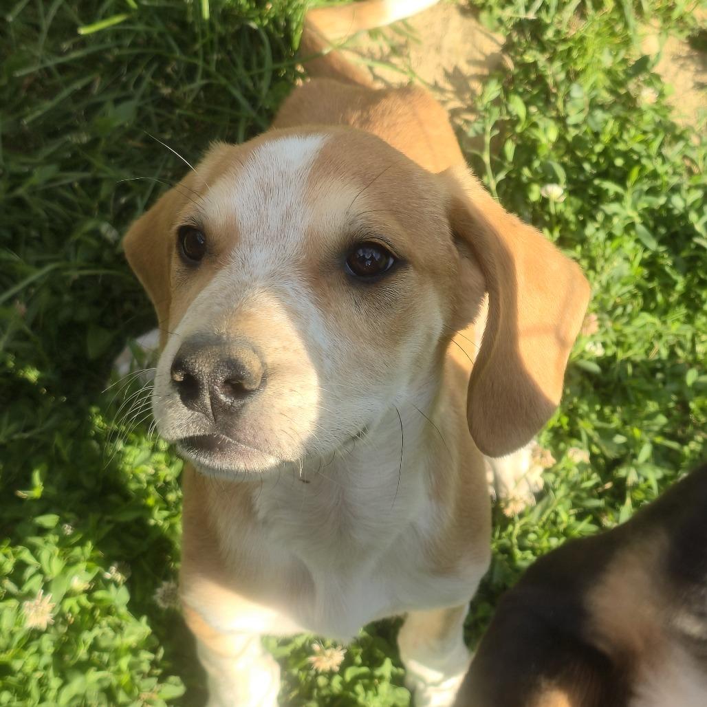 Latte, a Adoptable Mixed Breed in Cincinnati, OH image 2/3
